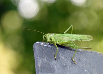 Grünes Heupferd (Tettigonia viridissima)