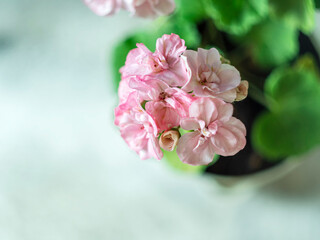 Close up Geranium or pelargonium flowers. Copy space