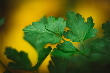 Green leaves of parsley on a yellow background in the garden