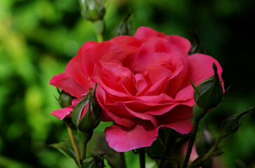 Scarlet rose flower