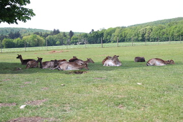 Der Lainzer Tiergarten