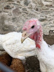 tacchino allevamento carne 