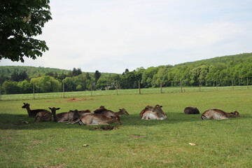 Der Lainzer Tiergarten