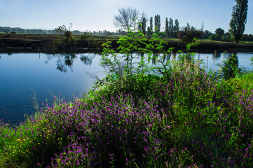 paisajes naturaleza  campo flores  pastizales bobinos   volcanes  rio Chile Sudamerica cascada arboles