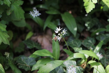 Der Lainzer Tiergarten