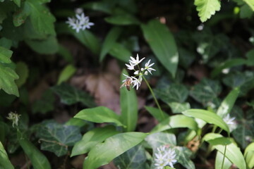Der Lainzer Tiergarten