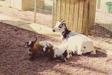 Goats in the zoo on the background of a lawn.