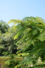 Fototapeta premium Bright green feathered leaves bathed in sunlight