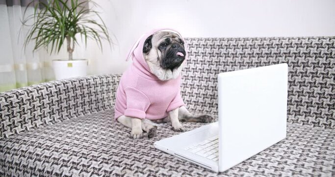 Cute dressed pug dog sitting in funny pose on the coach at home. Sad and sleepy near the laptop, notebook. After watching boring, uninteresting content, movie. Tired and apathetic