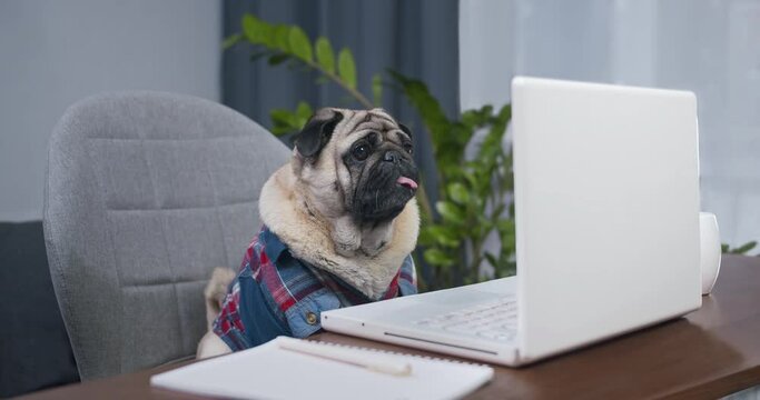 Funny business pug dog entrepreneur with laptop working in the office. Cute dog professional using computer sitting at home office desk. Busy pet worker freelancer working with notebook device concept