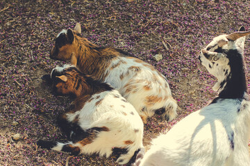 Goats in the zoo on the background of a lawn.