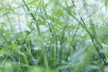 Fresh, natural grassy background, sunny weather.