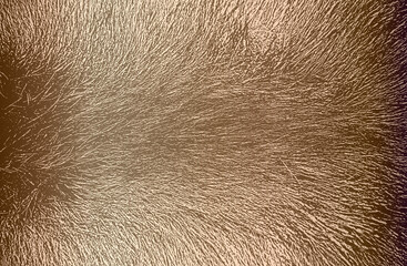 Distressed overlay texture of golden natural fur, grunge vector background.