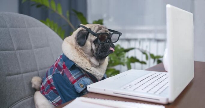Serious pug dog professional expert with glasses watching web business content with laptop. Funny concept of pet working online. 
