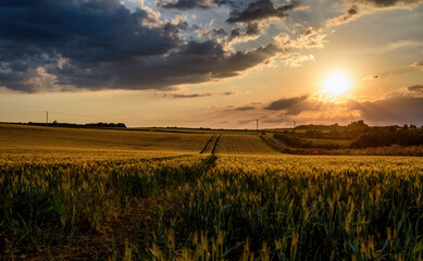 Sun going down over lines of crops