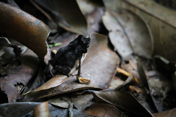 Hidden Frog
