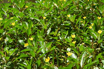 Yellow buttercups dot the grass