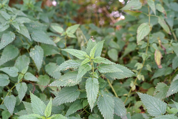 The stinging nettle occurs almost everywhere in Germany and is an important plant for caterpillars and butterflies