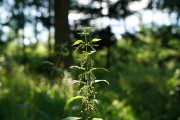 The stinging nettle occurs almost everywhere in Germany and is an important plant for caterpillars and butterflies
