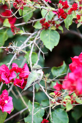 Resting hummingbird on bougainvillea