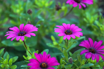 purple daisy flowers