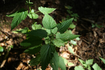 The stinging nettle occurs almost everywhere in Germany and is an important plant for caterpillars and butterflies