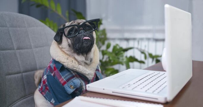 Cute pug dog wearing glasses looking at laptop, computer screen in office