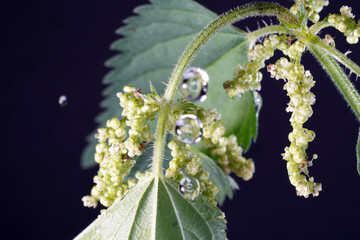 The stinging nettle occurs almost everywhere in Germany and is an important plant for caterpillars and butterflies