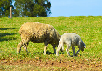 Obraz na płótnie Canvas Cute Merino sheep in a farm pasture land in South Africa