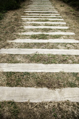 Wood forest path