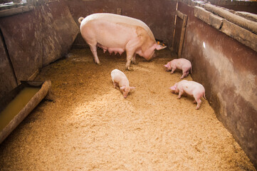 Domestic pigs on a farm