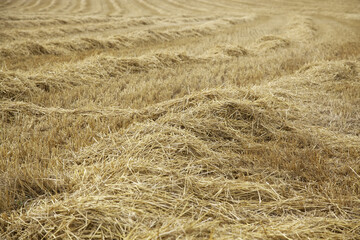 Wheat fields
