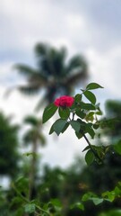 red rose in the garden