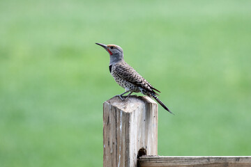 Northern Flicker woodpecker
