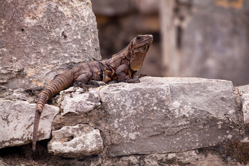 An iguana roams around the Mayan ruins in Tulum, a town on the Caribbean coastline of Mexico’s Yucatán Peninsula
