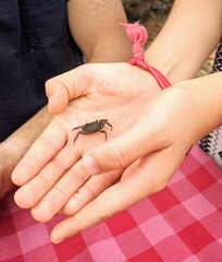 crab in hands
