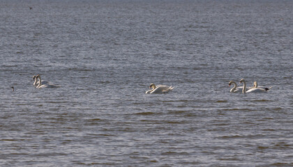 Observing the life of wild swans