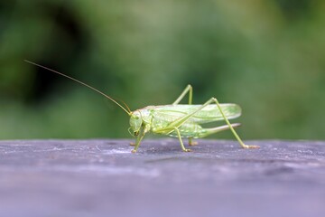 Grünes Heupferd (Tettigonia viridissima)