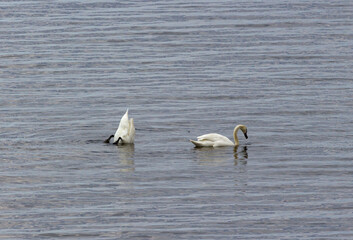 Fototapeta premium two swans in the water