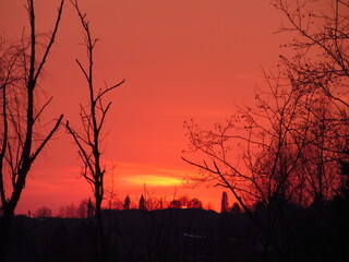 sunset in the forest