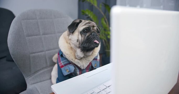 Funny pug dog customer shopper making purchase online with laptop device, receiving cashback. Looking website. Amazing online store offer, discount sales. Shopping online. Funny concept