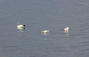 Observing the life of wild swans