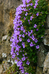 flowers on the rocks