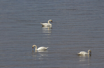 family of swans
