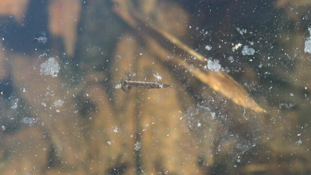 Molting occurs between each larval and pupal stage in water,  swim in water of forest swamp. View macro in wildlife