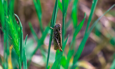 little grasshopper is sitting in the green grass.