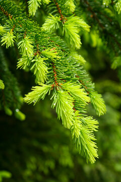 Close Up Of Pine Needles