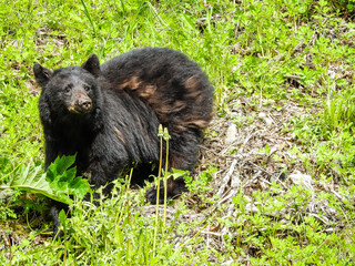 Black bear eating dandelion spotted in Juneau, Alaska.