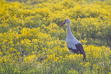 White stork walking on a flowering rapeseed field. White stork (Ciconia ciconia) and Rapeseed (Brassica napus). © avs_lt