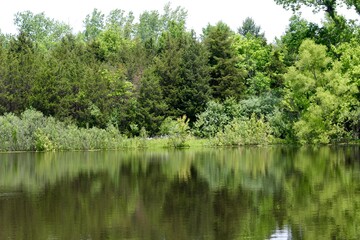Fototapeta premium The trees reflecting off the water of the lake in the country.